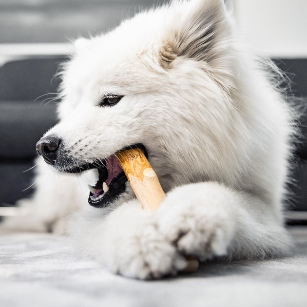 Bâton à mâcher pour chien en bois de café – Pawzitive