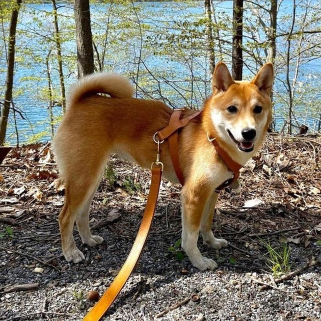 Shiba inu hot sale pinscher mix