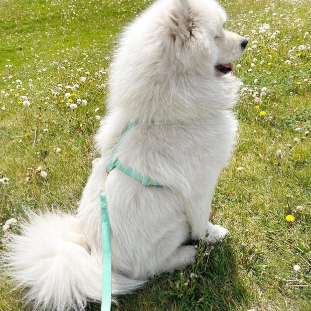 Tropical Green Harness