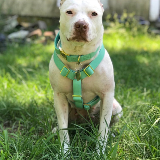 Tropical Green Harness