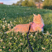 Peach cat harness