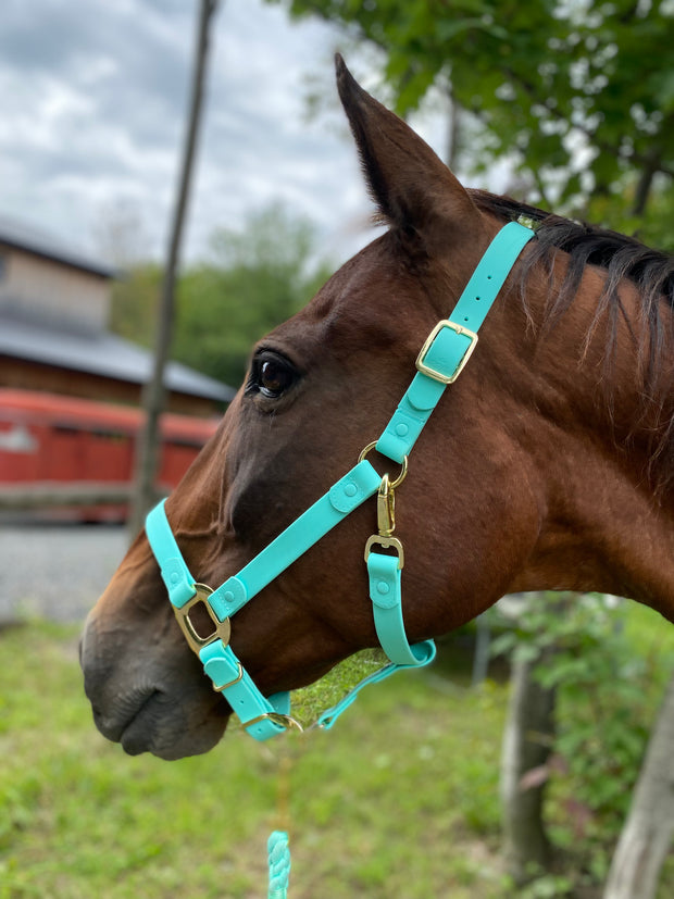 iCavalos Horse Halter Turquoise
