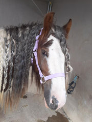 iCavalos Horse Halter Purple