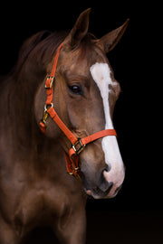 iCavalos Licol pour chevaux brun