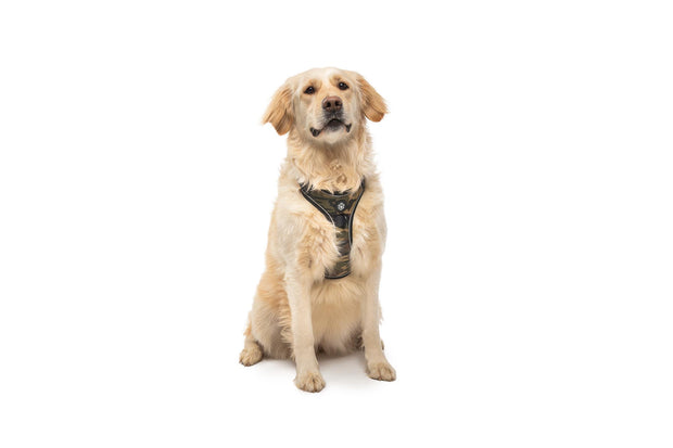 iDoggos  High Quality Collars, Leashes and Harnesses for Dogs