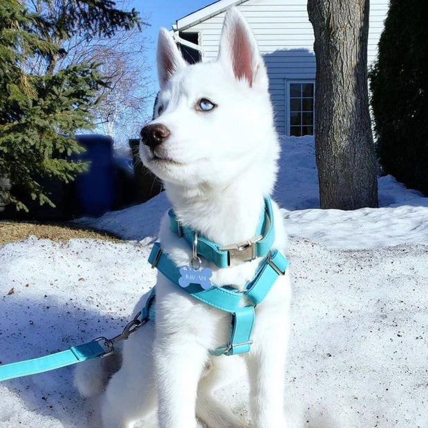 Icy Blue Harness