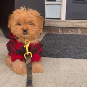 Camo Leash & Harness Set
