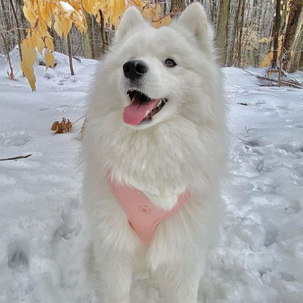 Candy Pink Harness