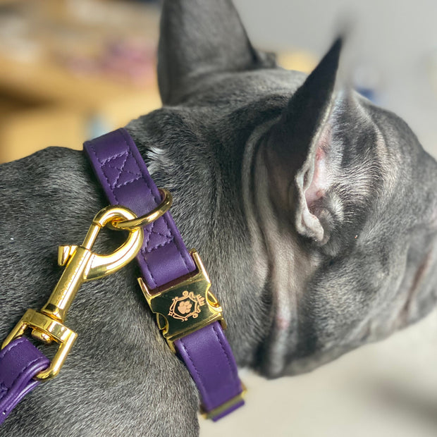  Collier et Laisse Purple Lavender