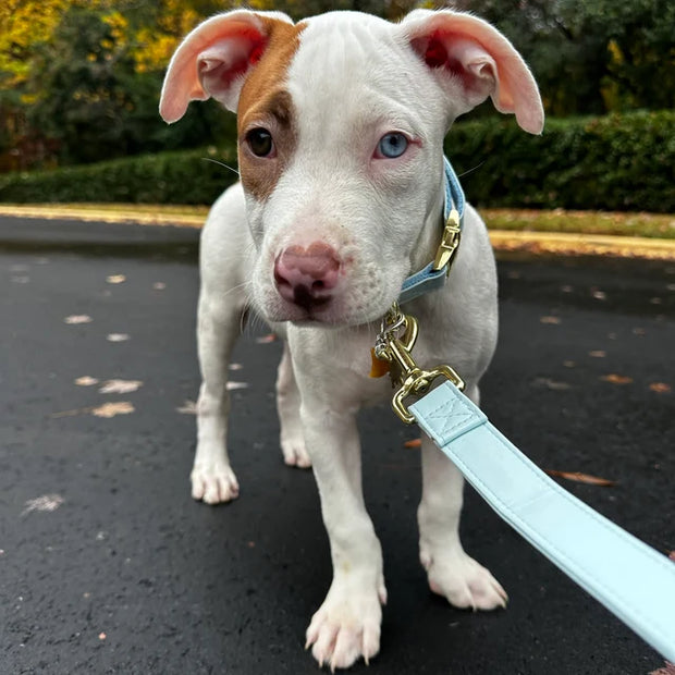 Baby Blue Harness