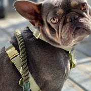 Olive Leash & Harness Set