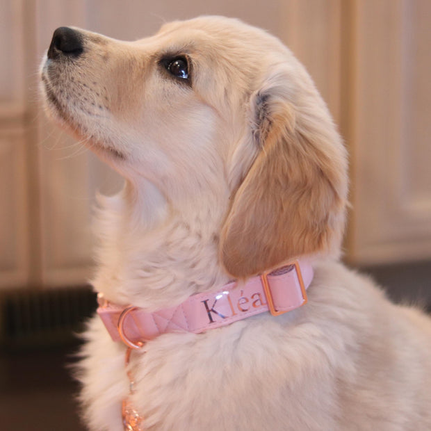 Personalized Collar