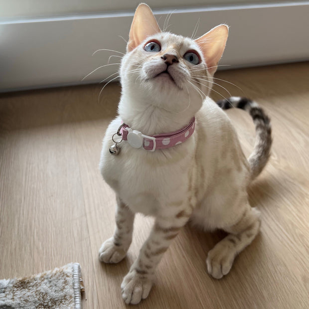 Stella Cat Collar
