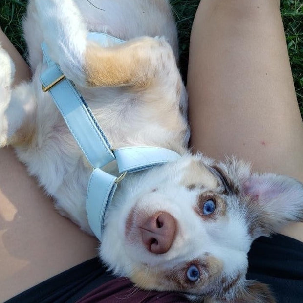 Baby Blue Harness